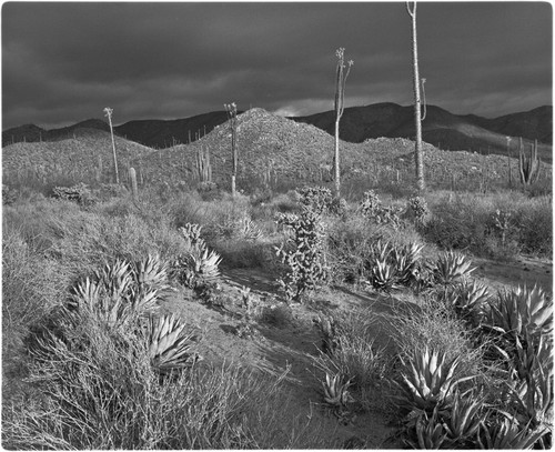 San Antonio / Bajio Salado area