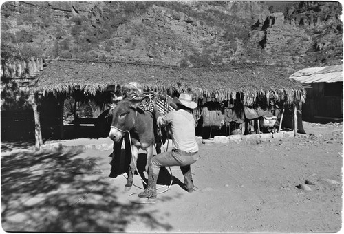 Loading cheese on mule at Rancho La Vinorama