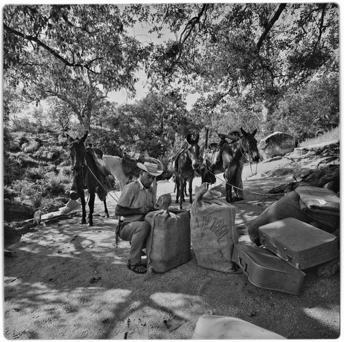 Packing mules at Rancho La Victoria in the Cape Sierra