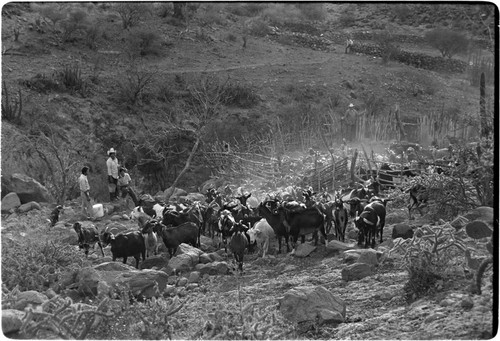 Goats leaving their pen at Rancho Las Jícamas