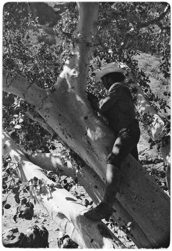 Collecting tree bark for leather tanning at Rancho San Gregorio