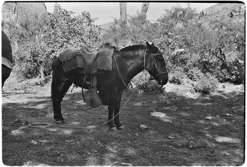 Adjusting packs and collecting fodder on trail up Arroyo del Parral as far as La Higuerilla