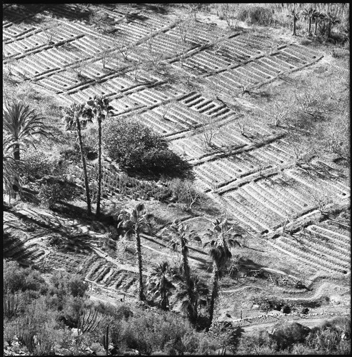 Agriculture in the arroyo of San José de Comondú