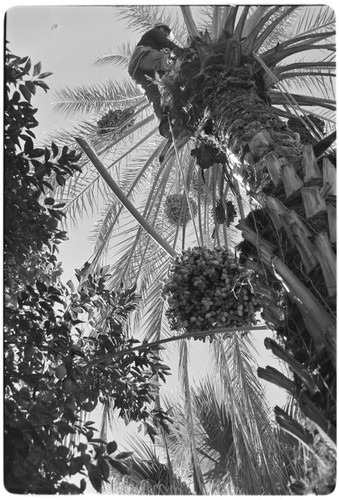 Date palms at Rancho San Martín