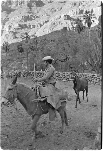 Breaking mules at Rancho San Nicolás