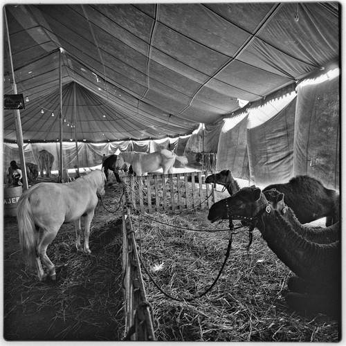 Animals at the circus in Tijuana