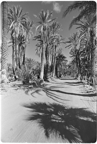 Date palms (Phoenix dactylifera) in San Ignacio