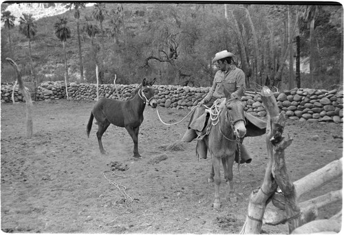 Breaking mules at Rancho San Nicolás