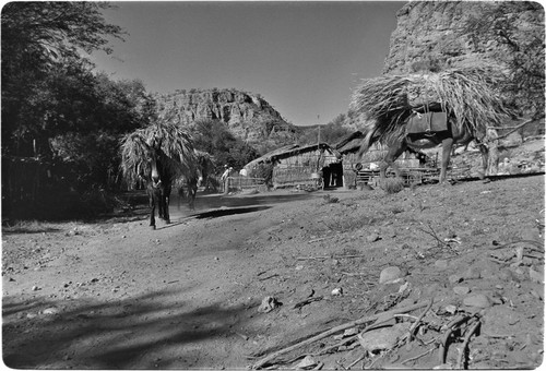 Mules loaded with palm fronds at Rancho San Martín