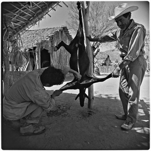 Butchering a goat at Rancho Pie de la Cuesta