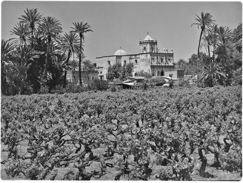 Vineyard and Misión San Ignacio