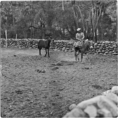 Mule breaking at Rancho San Nicolás