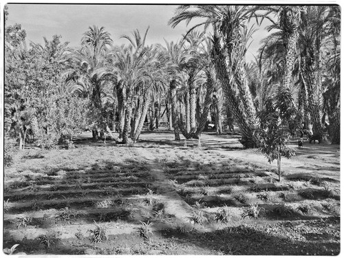 Orchard at San José de Comondú