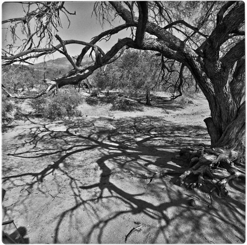 Shadows from tree branches at Rancho Los Pozos