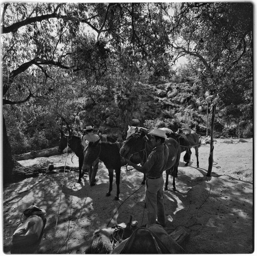 Packing mules at Rancho La Victoria in the Cape Sierra