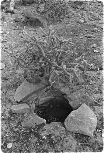 Agave roasting area in Rancho San Martín area