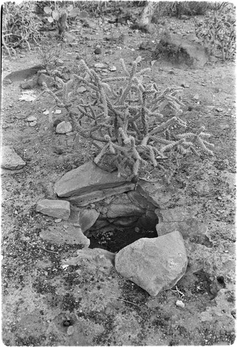 Agave roasting area in Rancho San Martín area