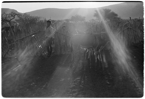 Burros at Rancho Kakigüi