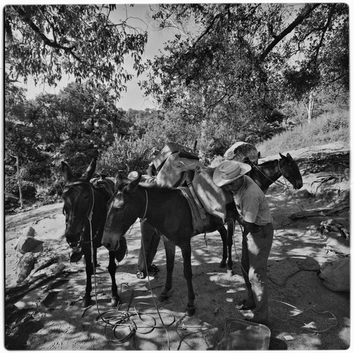 Packing mules at Rancho La Victoria in the Cape Sierra