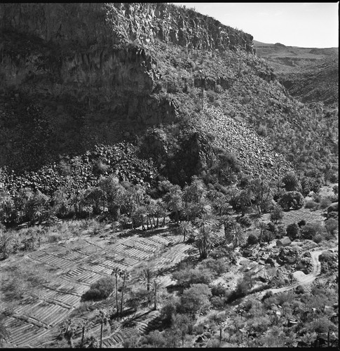 Agriculture in the arroyo of San José de Comondú