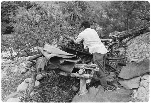 Francisco Arce tanning leather at Rancho San Gregorio