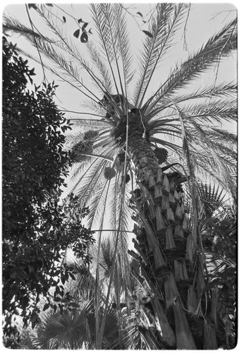 Date palms at Rancho San Martín