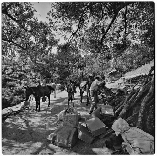 Packing mules at Rancho La Victoria in the Cape Sierra