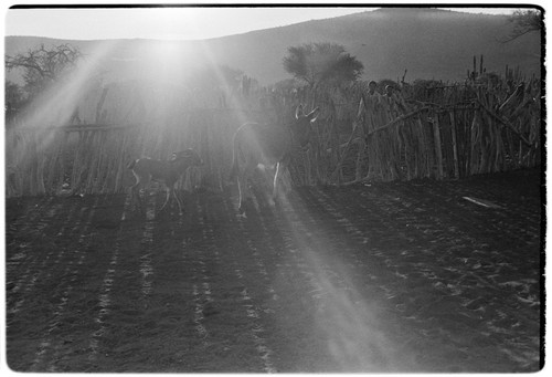 Burros at Rancho Kakigüi