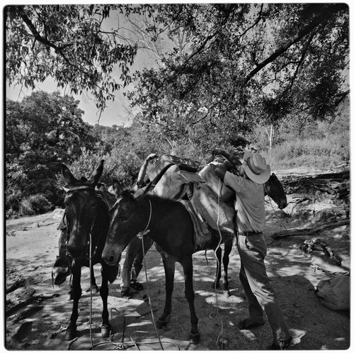 Packing mules at Rancho La Victoria in the Cape Sierra