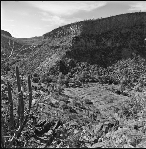 Agriculture in the arroyo of San José de Comondú