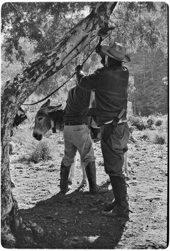 Adjusting packs and collecting fodder on trail up Arroyo del Parral as far as La Higuerilla