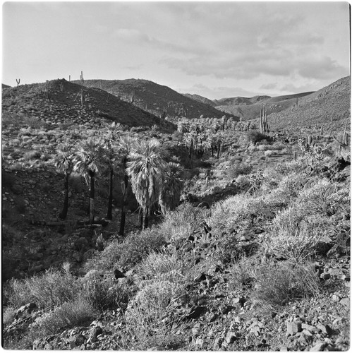 Arroyo El Portezuelo in the Sierra de San Pedro Mártir