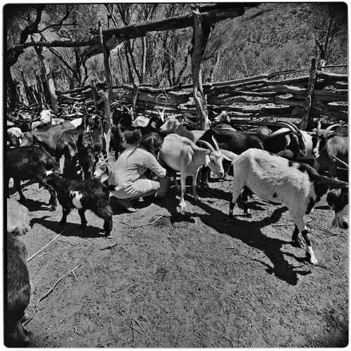 Milking goats at Rancho Pie de la Cuesta