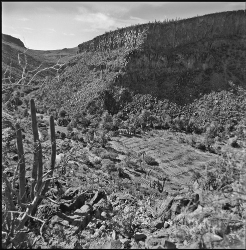 Agriculture in the arroyo of San José de Comondú