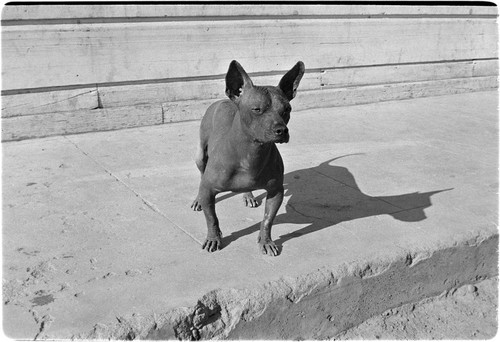 Colima dog in Santa Rosalía