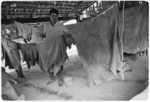 Francisco Arce tanning leather at Rancho San Gregorio