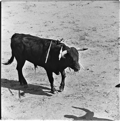 Bullfighting at La Plaza de Toros El Toreo de Tijuana