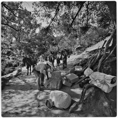 Packing mules at Rancho La Victoria in the Cape Sierra