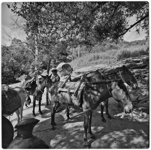 Packing mules at Rancho La Victoria in the Cape Sierra