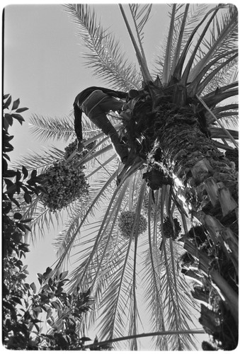 Date palms at Rancho San Martín