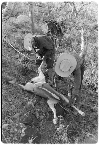 Butchering a deer on the trail