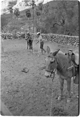 Breaking mules at Rancho San Nicolás