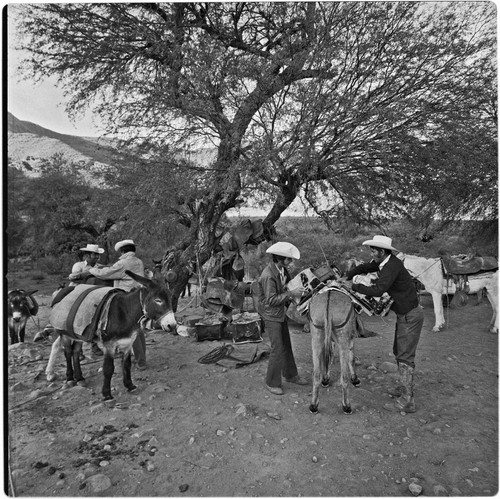 Packing mules at Rancho Santa Cruz