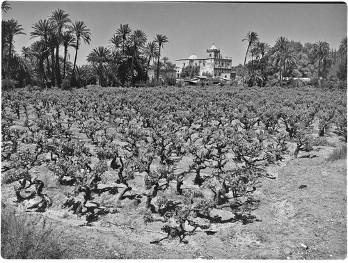 Vineyard and Misión San Ignacio