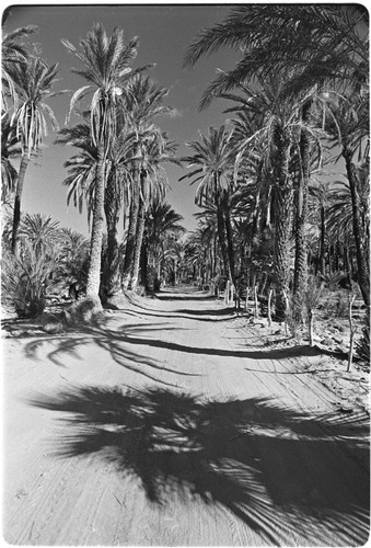 Date palms (Phoenix dactylifera) in San Ignacio