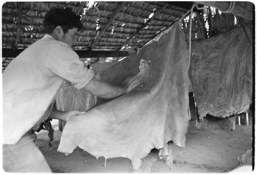 Francisco Arce tanning leather at Rancho San Gregorio