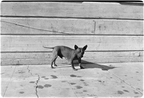 Colima dog in Santa Rosalía