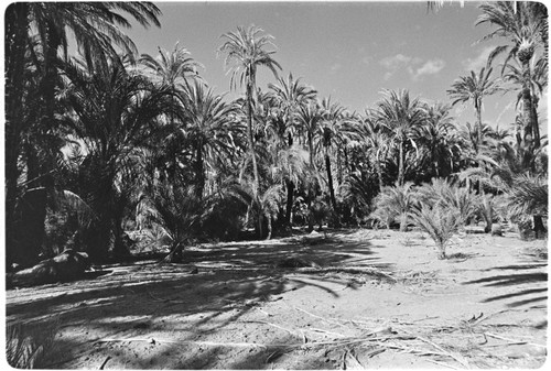 Date palms (Phoenix dactylifera) in San Ignacio