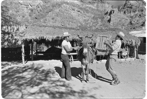 Loading cheese on mule at Rancho La Vinorama