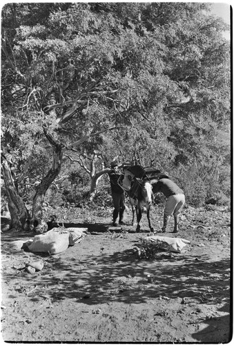 Adjusting packs and collecting fodder on trail up Arroyo del Parral as far as La Higuerilla